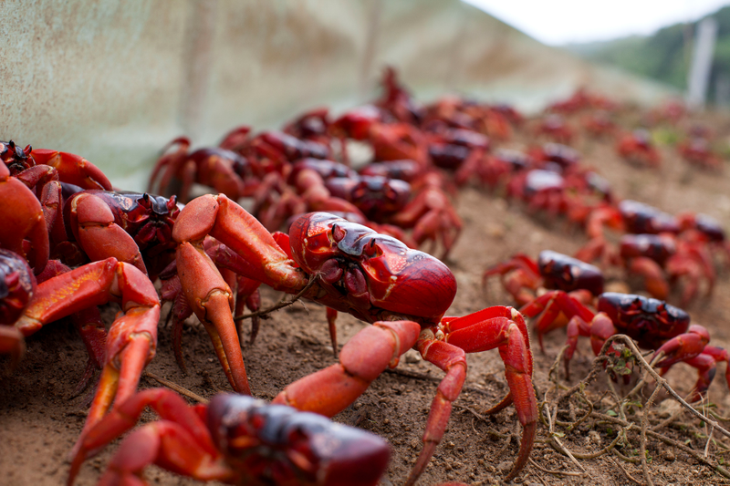 Like these little guys! They’re outstanding! (Photo: BBC 2016)